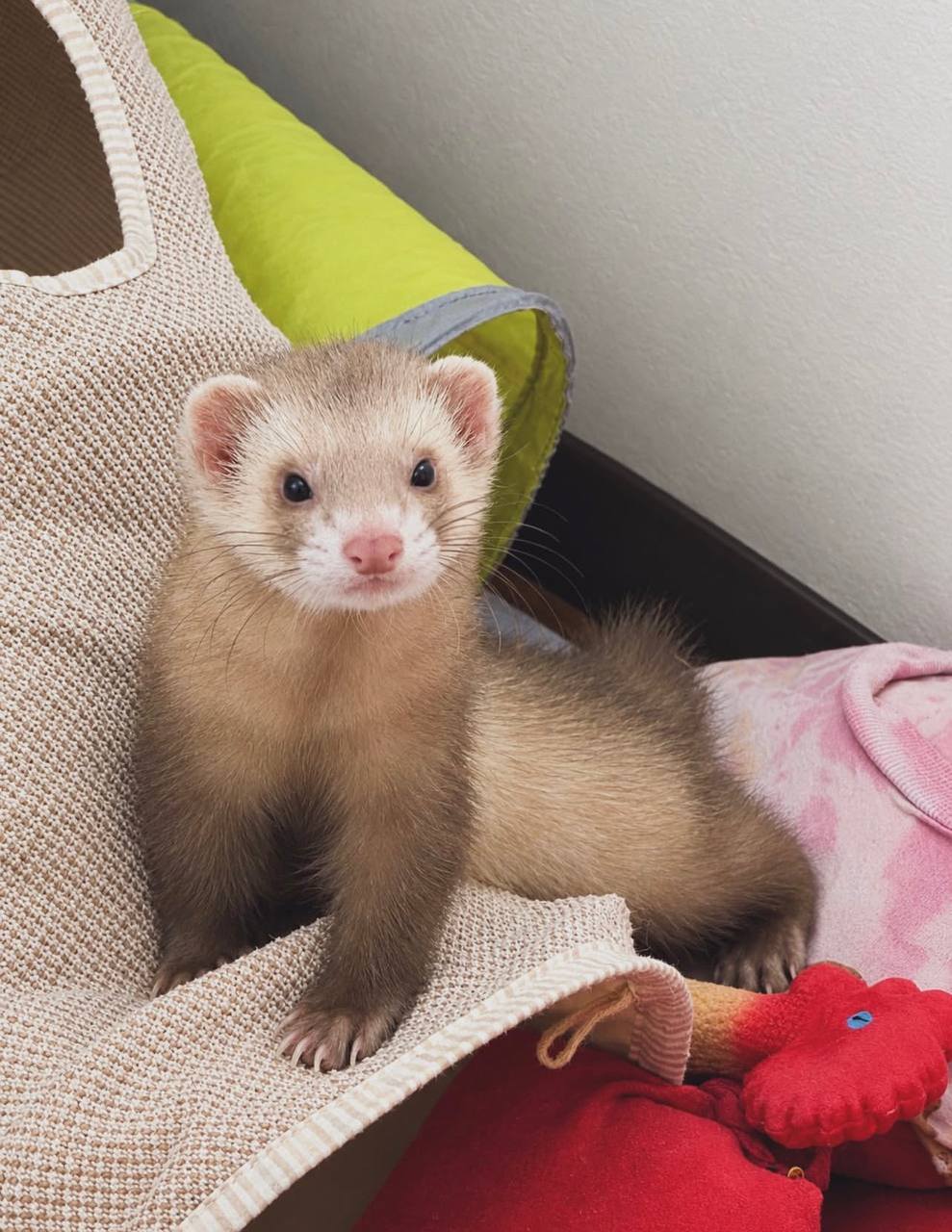Rocky, a 6-month-old cinnamon male ferret, sitting on a play mat by his tunnel and toys, looking straight at the camera